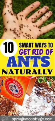 How to Get Rid of Ants in Dog Food: A Comprehensive Guide with Tips and Tricks