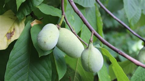 what to do with pawpaw fruit: Should we prioritize pawpaw conservation over its commercial exploitation?